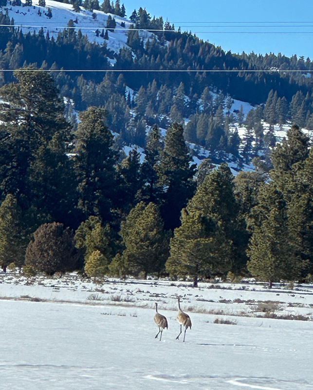 A pair of sandhill cranes strolling through Camas Valley. When on the ground or doing a flyover, they have a beautiful, distinctive, rattling bugle call. 
